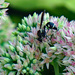 Baldfaced Hornet (Wasp) by larrysphotos