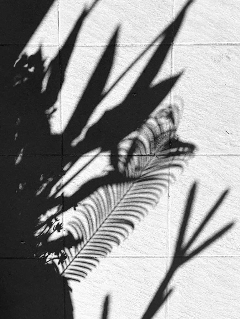 Shadows emerging by deidre