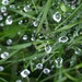 Dew web by dawnbjohnson2