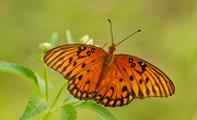 6th Sep 2021 - Gulf Fritillary Butterfly!
