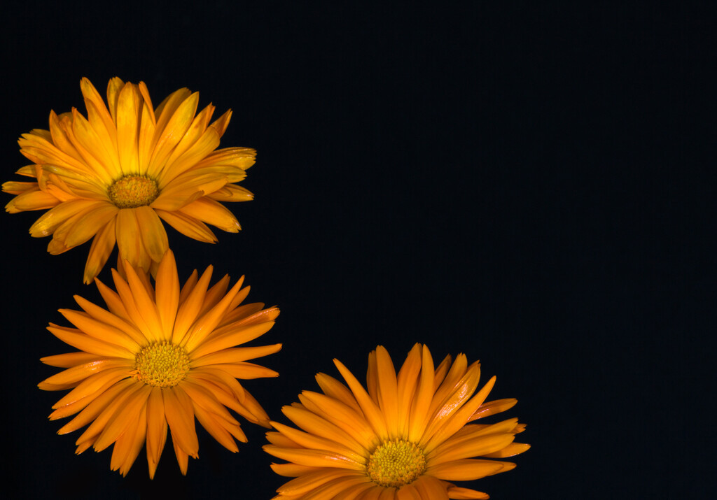 The gerbera daisy symbolizes... by creative_shots
