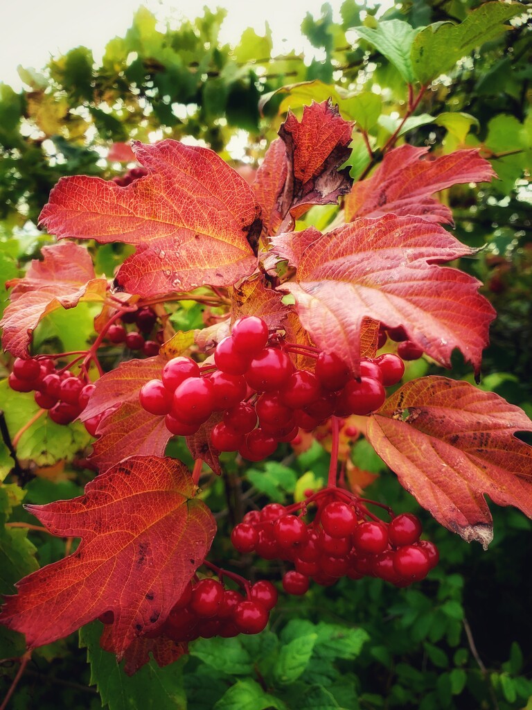 touch of fall by edorreandresen