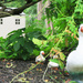 The Cement Ducks in the Garden by april16