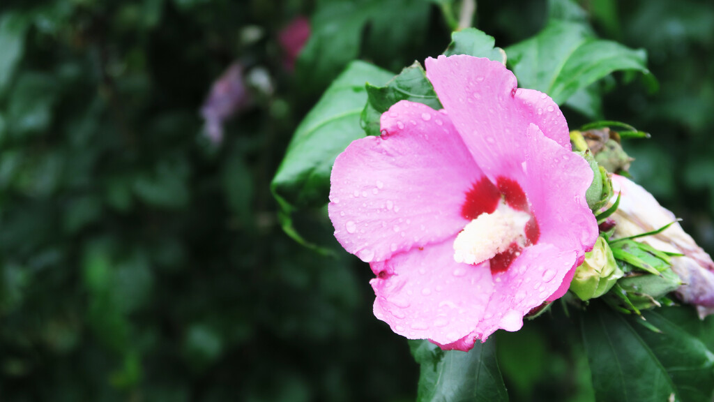 Rose of Sharon by april16
