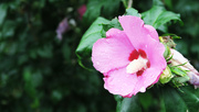 6th Sep 2021 - Rose of Sharon