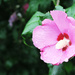 Rose of Sharon by april16