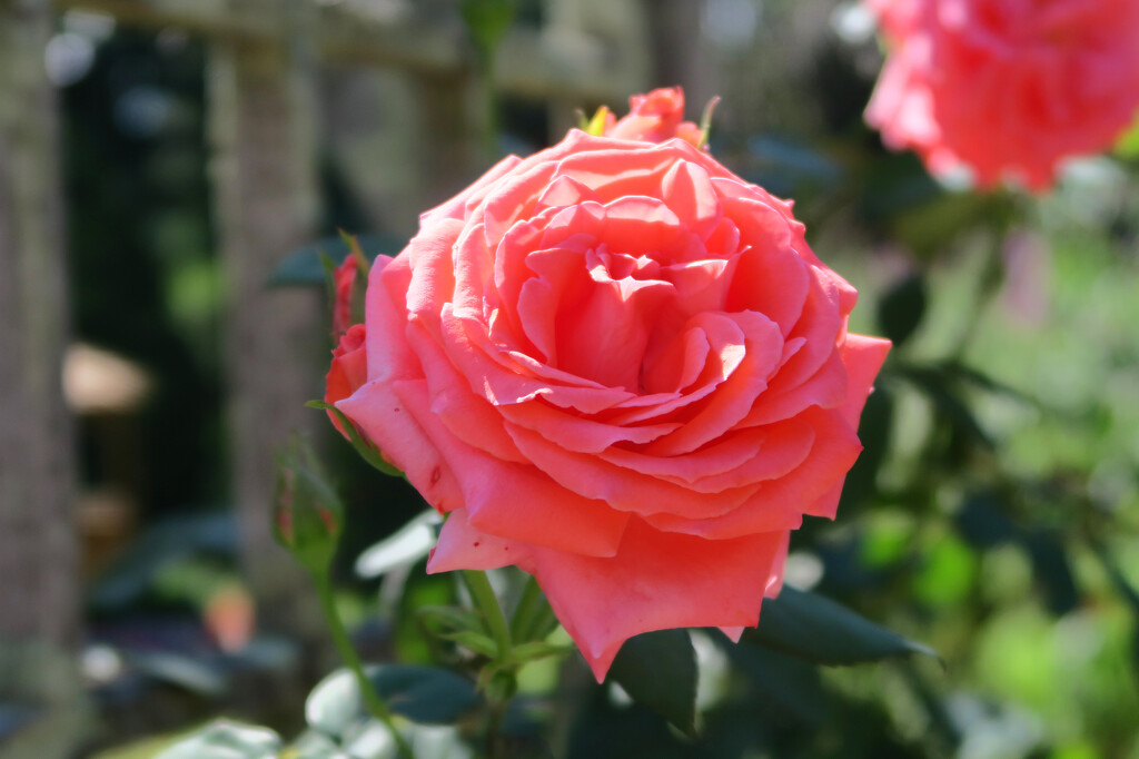 The Salmon Rose by april16