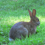 19th Aug 2021 - Another Bunny