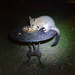 Brushtail Possum by onewing