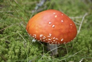 7th Sep 2021 - Fly Agaric