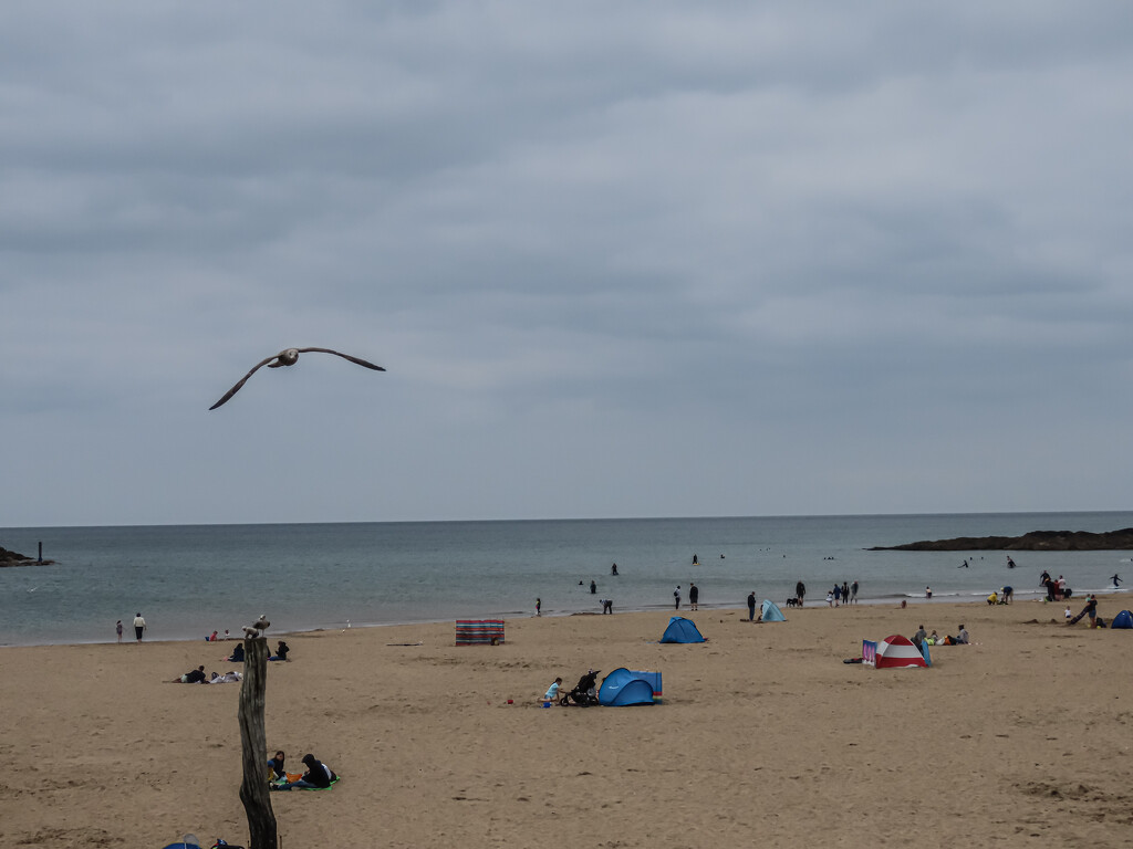 Seagull over Bude Beach by mumswaby