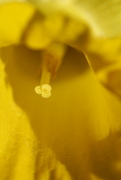 6th Sep 2021 - daffodil yellows