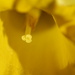 daffodil yellows by wenbow