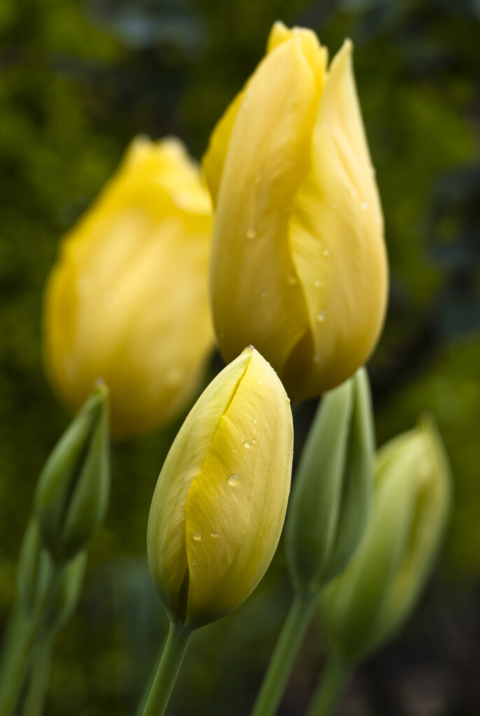 Yellow tulips by dkbarnett