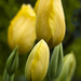 Yellow tulips by dkbarnett
