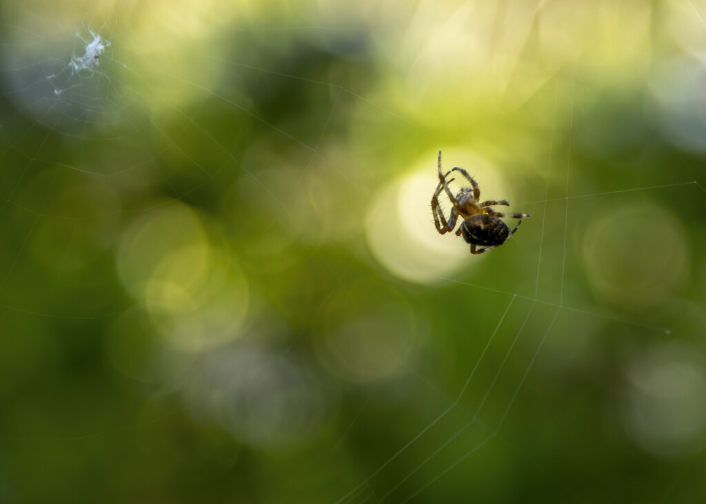  Spider waiting for it's prey by shepherdmanswife