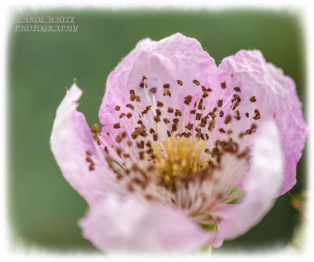 Bramble Blossom by carolmw