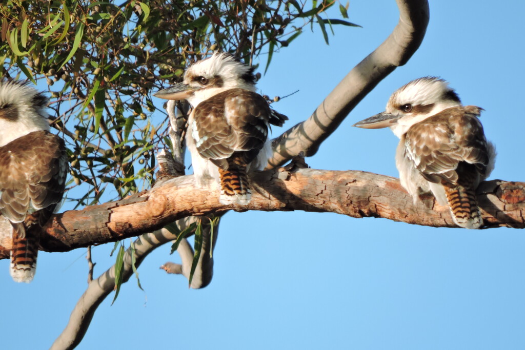 Three Plump Kookaburra Chicks by ubobohobo