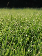 7th Sep 2021 - Grass with dew