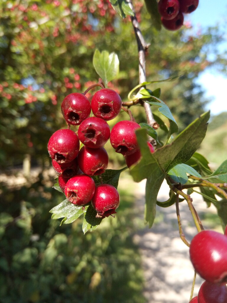 Autumn .. Hawthorn berries by 365projectorgjoworboys