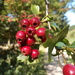 Autumn .. Hawthorn berries by 365projectorgjoworboys