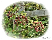 7th Sep 2021 - A Berry Nice Harvest