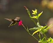 7th Sep 2021 - LHG-6461- hummer - Just a little nectar