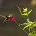 LHG-6461- hummer - Just a little nectar by rontu