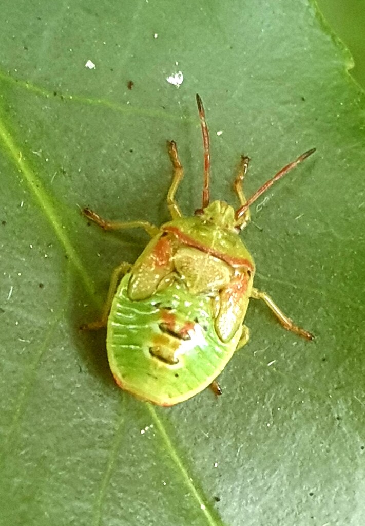Juniper Shield bug nymph by julienne1