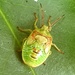 Juniper Shield bug nymph by julienne1