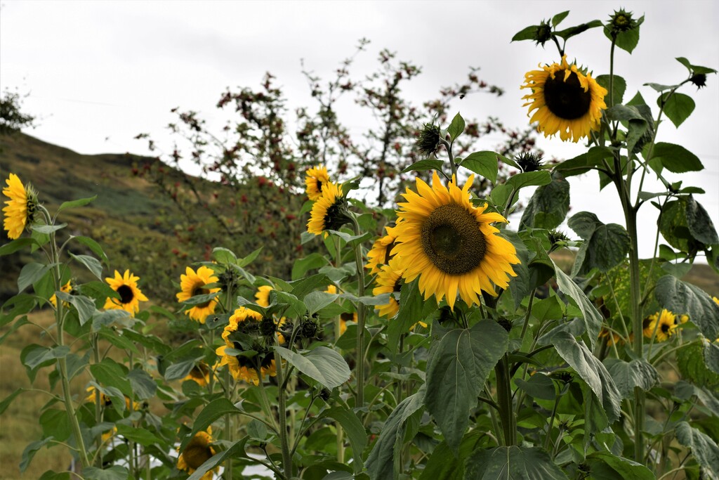 Argyll sunflowers by christophercox