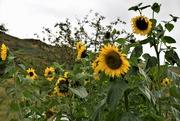 7th Sep 2021 - Argyll sunflowers