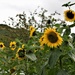 Argyll sunflowers by christophercox