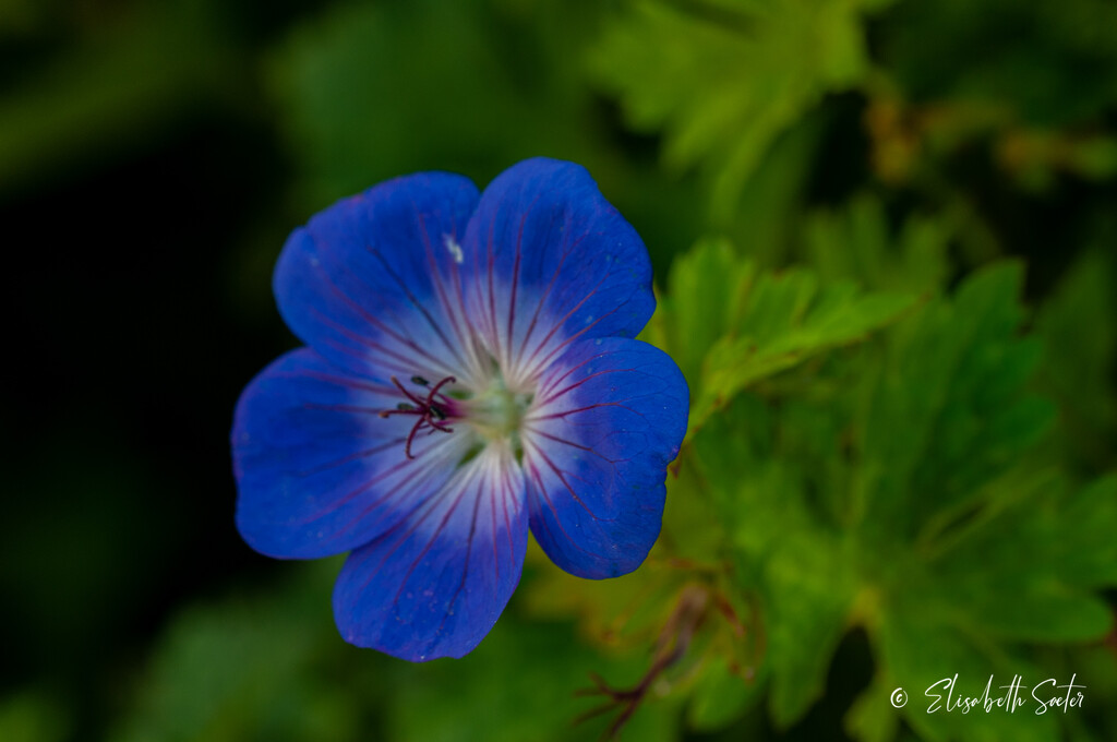 Another blue flower by elisasaeter