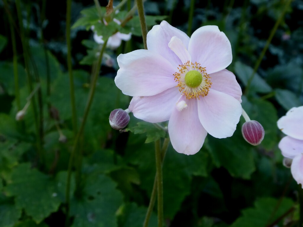 Japanese anemone by snowy