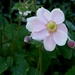 Japanese anemone by snowy