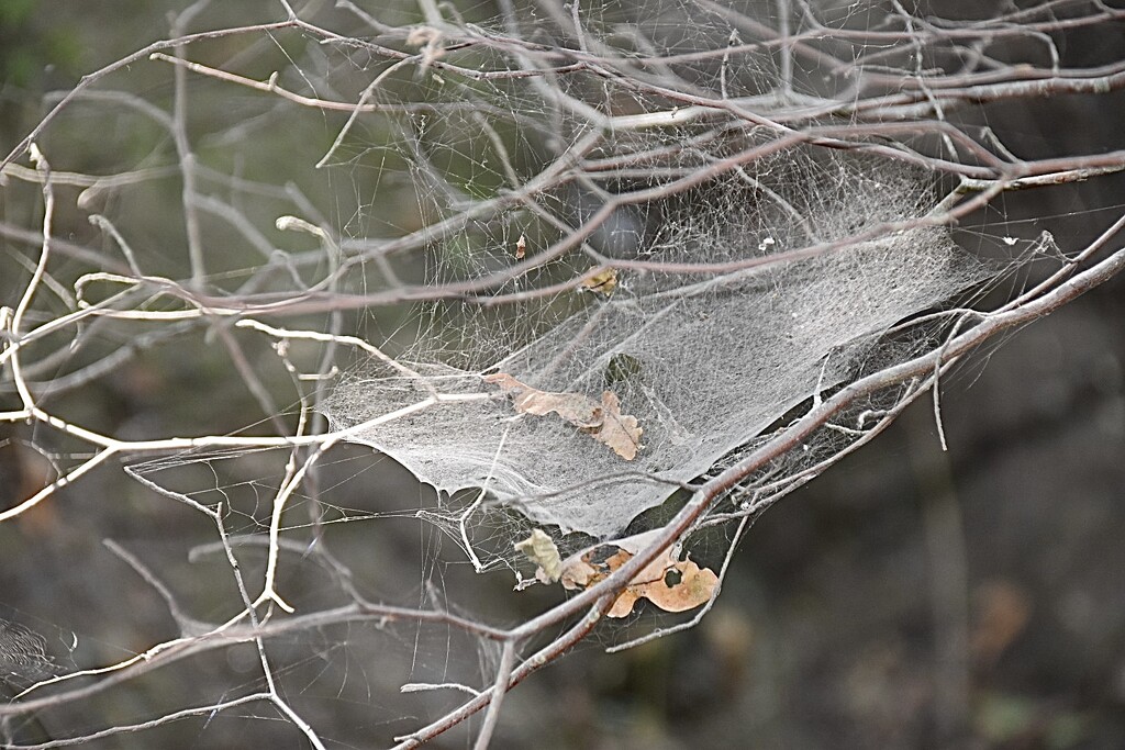 Dusty cobweb by wakelys