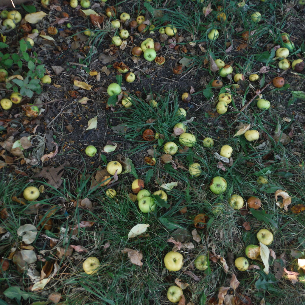 Little Green Apples by spanishliz