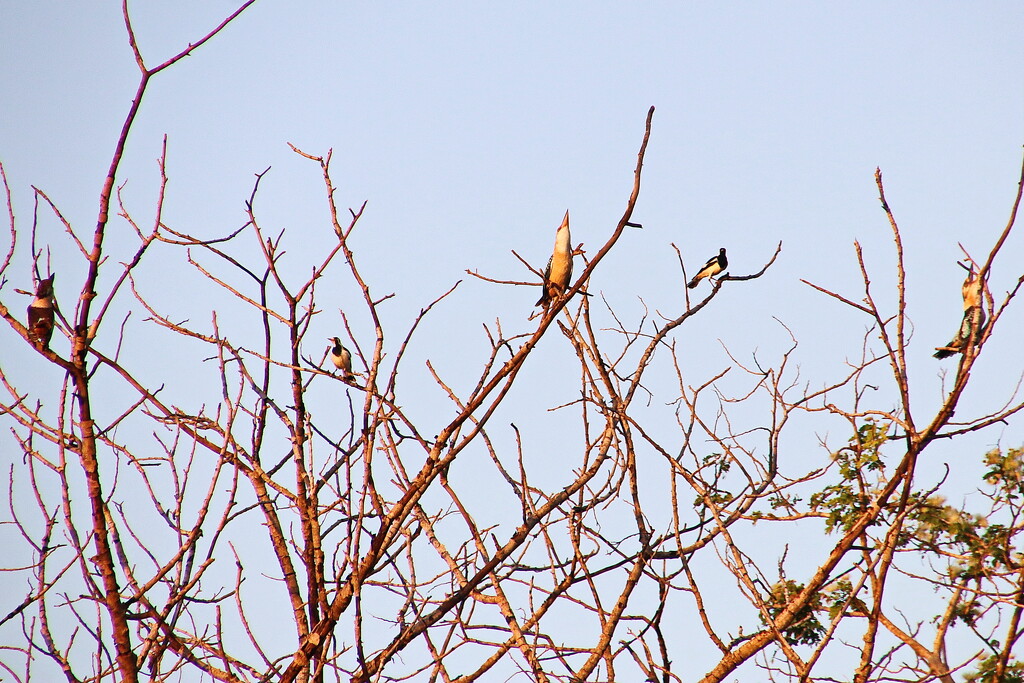 The Blue Winged Trio - Plus Audience by terryliv