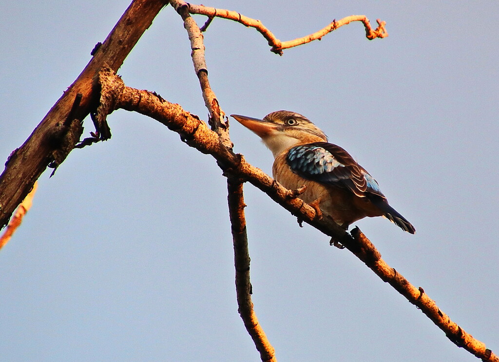 Yeah!!   Another Blue Winged Kookaburra by terryliv