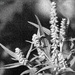 Tiny male blossoms on ragweed... by marlboromaam