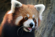 7th Sep 2021 - Leo The Red Panda
