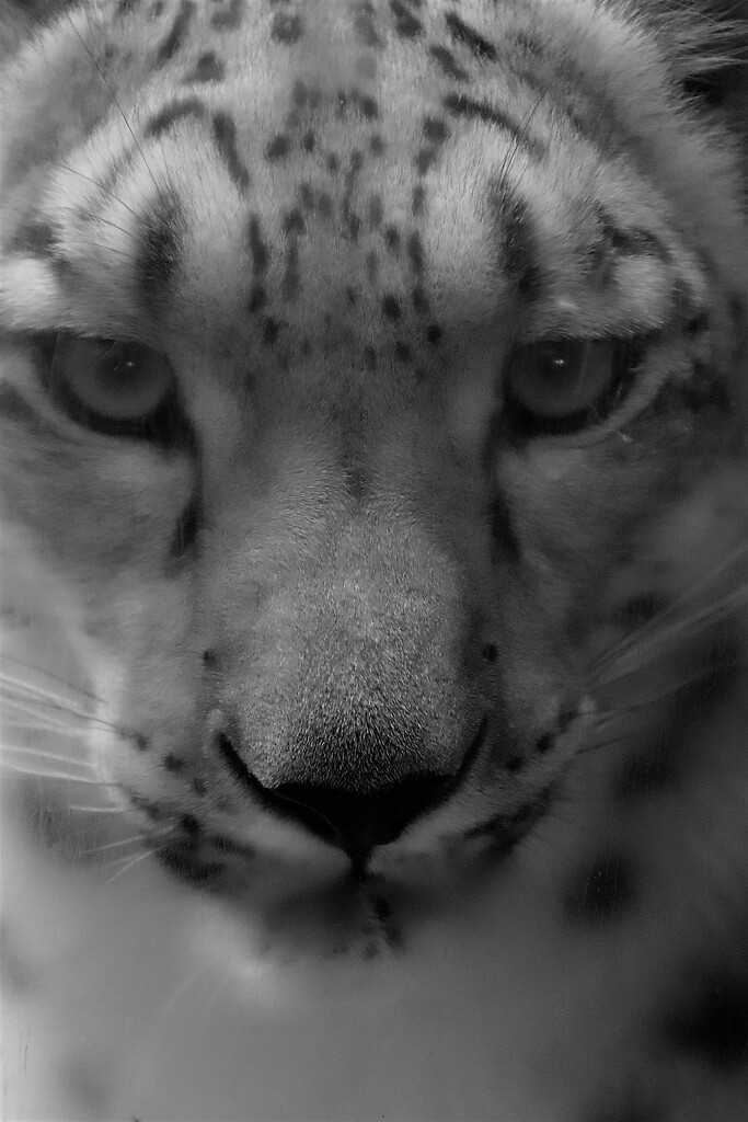 Eye Of The Snow Leopard by randy23
