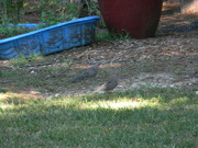 7th Sep 2021 - Two Doves in Backyard