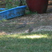 Two Doves in Backyard by sfeldphotos