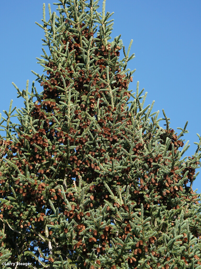 Pine tree is loaded by larrysphotos