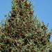 Pine tree is loaded by larrysphotos