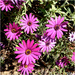 Purple daisy's  by kerenmcsweeney