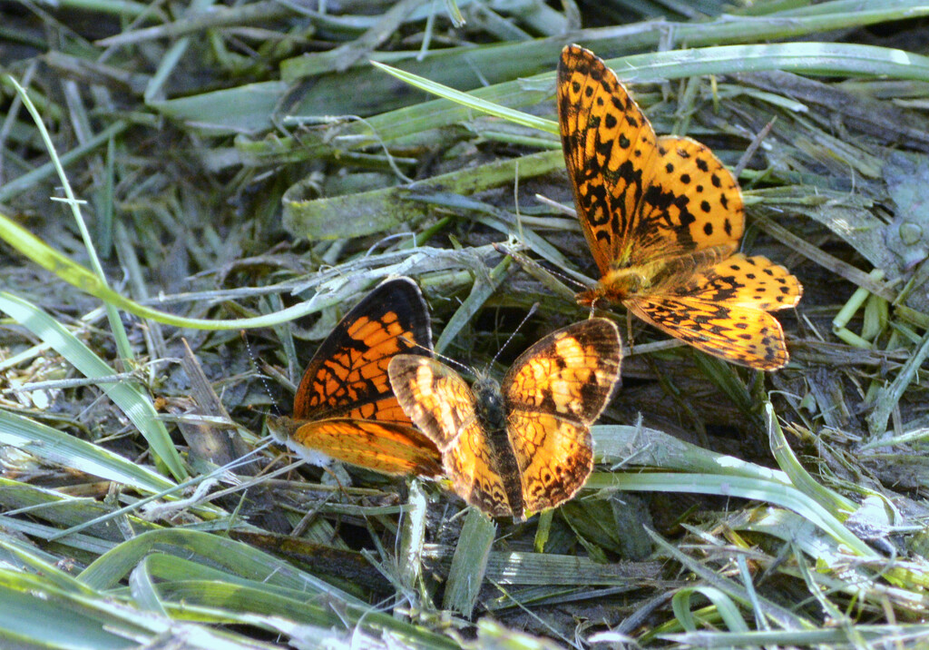 butterflies by francoise