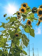 7th Sep 2021 - Tall Sunflowers